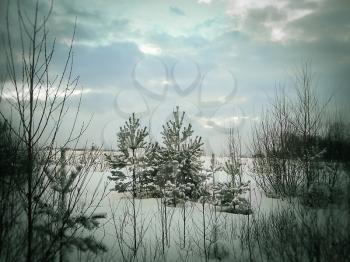 Beautiful winter landscape with snow clean and green firs. Photo toned.