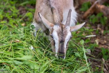 Adult Alpine goat breed eats green grass mown.