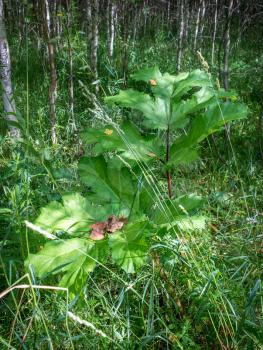 Large thickets with green leaves of Heracleum. Close-up.