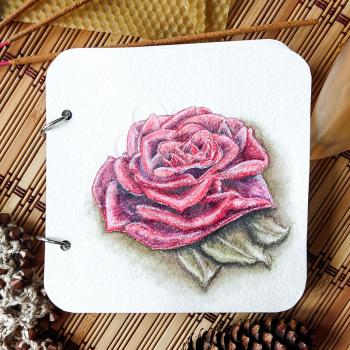 Watercolor blooming roses. Drawn by hand