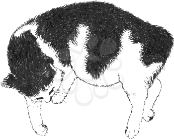 Sleeping black and white cat. Ink drawing. Drawn by hand. There is an option in the vector.