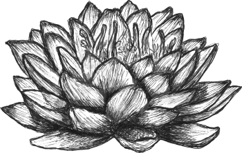 Blooming water lilies, hand-drawing Vector