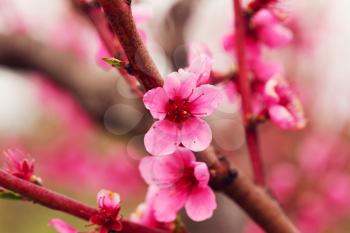 orchard of peach trees bloomed in spring