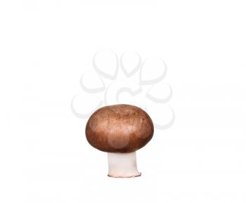 field mushroom isolated over white