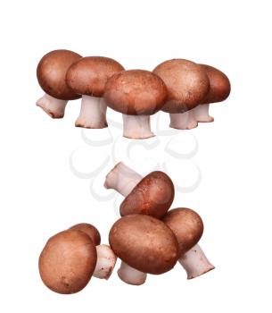 mushrooms and raw mushrooms isolated on white background