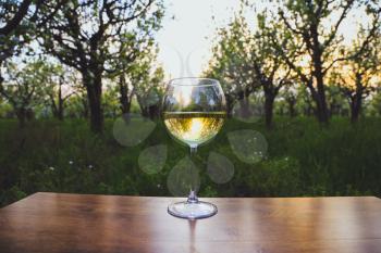Wineglass with  wine in the blossoming apple garden