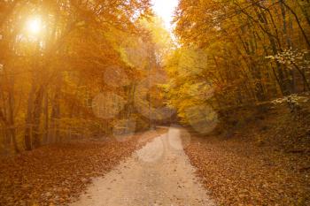 Asphalt road in forest. Europe. Beauty world. Retro style filter. Instagram toning effect.