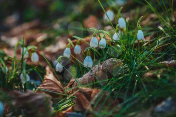 snowdrops in a forest in spring on a sunny day in march