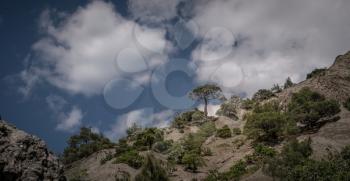 A tree growing on the edge of the cliff. Summer sky with white clouds, greenery, sea coast