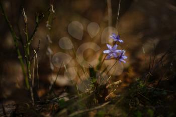 Beautiful wild primroses in the forest. spring time