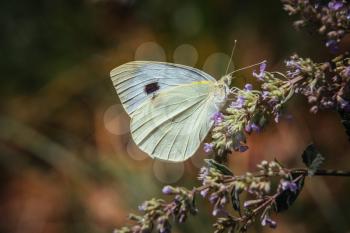 Beautiful butterfly on a blossom flower. Forest immediately after rain