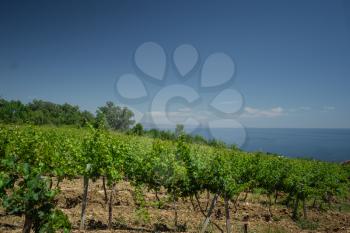 young vineyard on the slopes of the sea. Landscape with green vineyards. A young vine grows in a field on a slope.