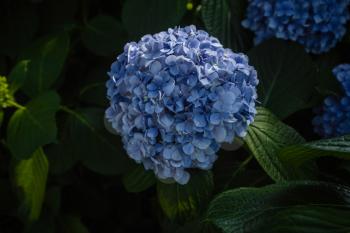 Beautiful blue hydrangea buds. Magic Botanical Garden in Batumi, Georgia