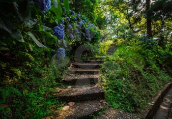 Stone steps in country garden. With beautiful blue hydrangea bushes. Magic Botanical Garden in Batumi, Georgia