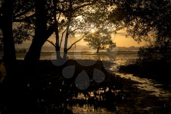 Sunset scene when low tide time with mangrove forest in frame and silhouette picture. Thailand, Krabi Province