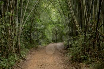 Bamboo forest in the national park of Thailand. Kao Sok.