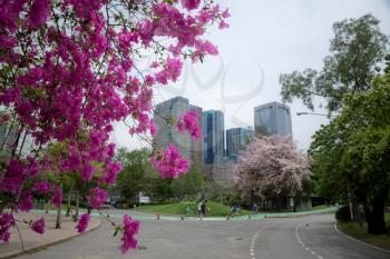 magenta papers flowers and lake in public park and skyscraper in heart of bangkok thailand capital