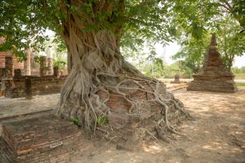 Tree Roots, Sukhothai historical park, Thailand. Trees in the Sukhothai Historical Park, Thailand.
