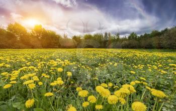Field with yellow dandelions and blue sky. The concept and idea of spring, harmony and relaxation. Bright sun flare in the sky