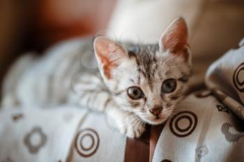 Curious gray kitten. Little cat at home. Small pet. looking curiously