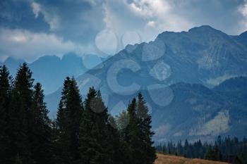 Forested mountain slope in low lying cloud with the evergreen conifers shrouded in mist in a scenic landscape view. Tatra Mountains, Poland