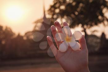 female hands with tropical plumeria flower in Asia. woman hand holding frangipani flower at sunset close-up against the background of the historical park in Sukhothai