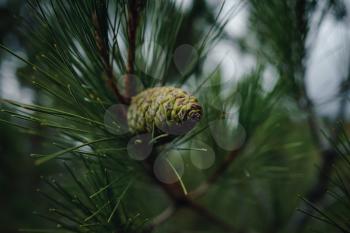 Young green cone of maritime pine. Commonly Known As The Maritime Pine Or Cluster Pine