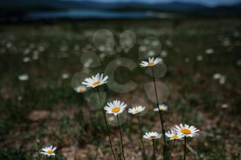 White Chamomile in the field, spring mood. Idea and concept of happiness, smile and summer