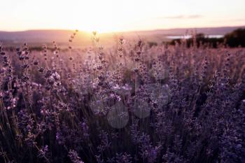 Lavender violet Field in the summer sunset time. lavender field with setting sun and orange sky, close up