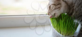 Close-up of a beautiful grey cat eating fresh green grass by the window. Pet grass. Natural hairball treatment