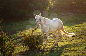 white horse grazing on pasture at sundown in orange sunny beams. Beauty world. beautiful warm sunlight rays.