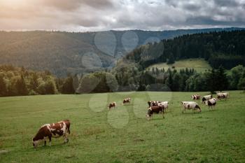 Cows grazing in tyrol alps on the mountains milk cheese advertisement. in the canton of Berne, Switzerland.