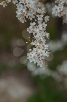 Blossoming branch with with flowers of cherry plum. Blooming tree. idea and concept of spring, awakening and health