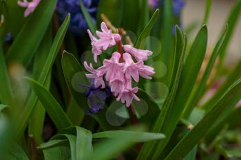 Spring flowers. Spring Background with bokeh. Colorful hyacinth flowers blossom in spring garden. idea and concept of freshness, tenderness and spring