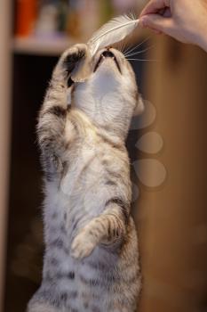 A beautiful grey cat is sitting on the sofa, playing with a feather and looking at a h ostess. Cat games. Playful and funny animal. idea and concept of what quarantine will do at home