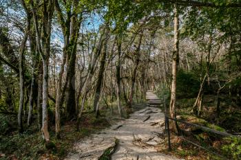 yew-boxwood grove in Sochi, Khosta, Russia. Yew tree and boxwood tree Grove with forest path among rocks and moss in summer.