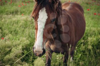 Beautiful red horse with long black mane in spring field with poppy flowers. Horse grazing on the meadow at sunrise. Horse is walking and eating green grass in the field. Beautiful background