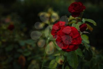 Beautiful roses in garden, roses for Valentine Day. beautiful deep dark colors, hipster or Vintage tones