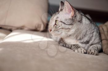 Portrait of a pretty cat is sitting on a sofa. Cosy scene, hygge concept.