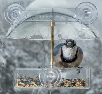 Large blue jay bird in window attached birdfeeder on a wet cold day in winter