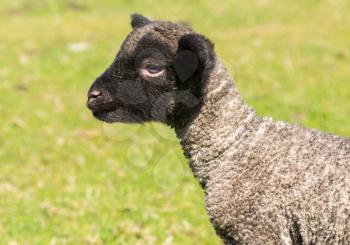 View of young lamb from Shropshire sheep breed in welsh meadow