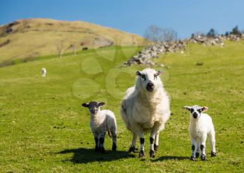 Sheep and lambs in fields and meadows of Welsh hill farm with mountains in the distance