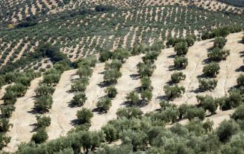 Olive trees in rows reaching to the far distance on hills and mountain sides in Andalucia in Southern Spain