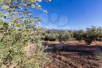 Olive trees in rows reaching to the far distance on hills and mountain sides in Andalucia in Southern Spain