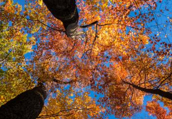 Looking upward to blue sky through mass of backlit fall maple leaves in autumn with three trunks leading the eye