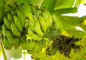 Bunch of ripening green bananas on a tree in plantation in Kauai, Hawaii
