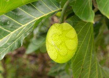 Breadfruit fruit growing on tree in plantation in Kauai, Hawaii