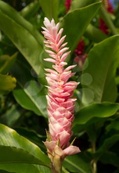 Hawaiian Pink Ginger spice plant growing in plantation in Kauai, Hawaii