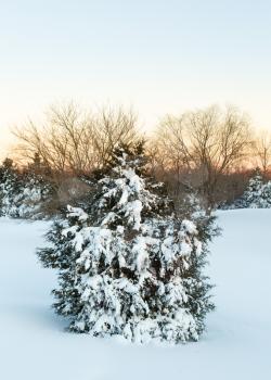 Snow in drifts cover fir or pine tree at dawn after blizzard of January 2016 in North Eastern USA
