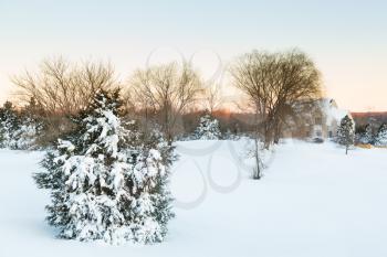Snow in drifts cover fir or pine tree at dawn after blizzard of January 2016 in North Eastern USA